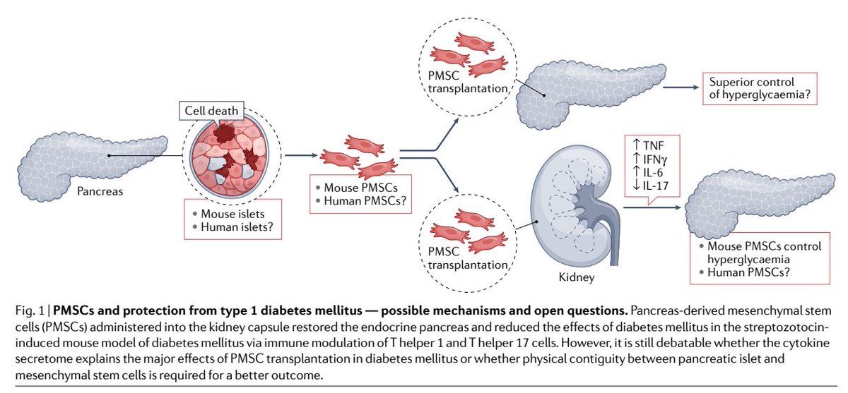 A new study demonstrated the importance of pancreas-derived mesenchymal stem cells for rejuvenating the exocrine pancreas in two mouse models of type 1 #diabetes mellitus. Read more in the News & Views by Rahul Khatri & Thomas Linn (£) go.nature.com/3gvchO1