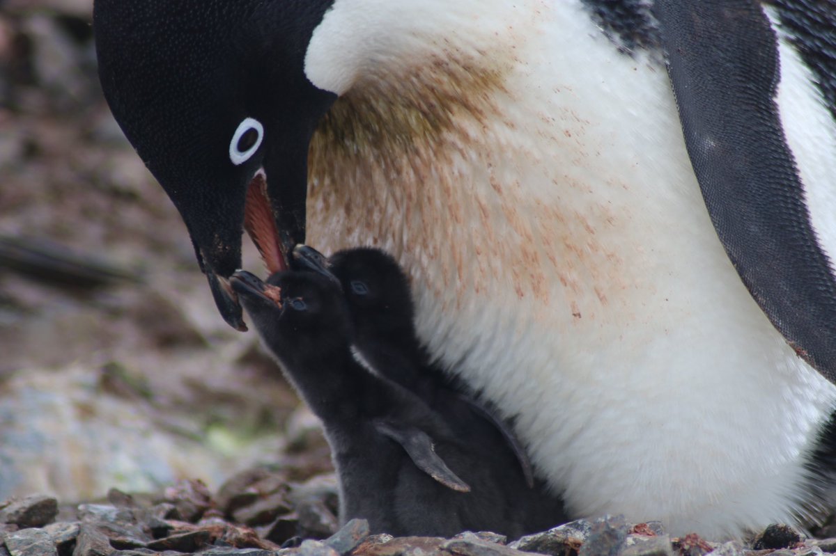 MarineVertClass's tweet photo. Until then enjoy these cute penguins! https://t.co/S1yLQiDQVk