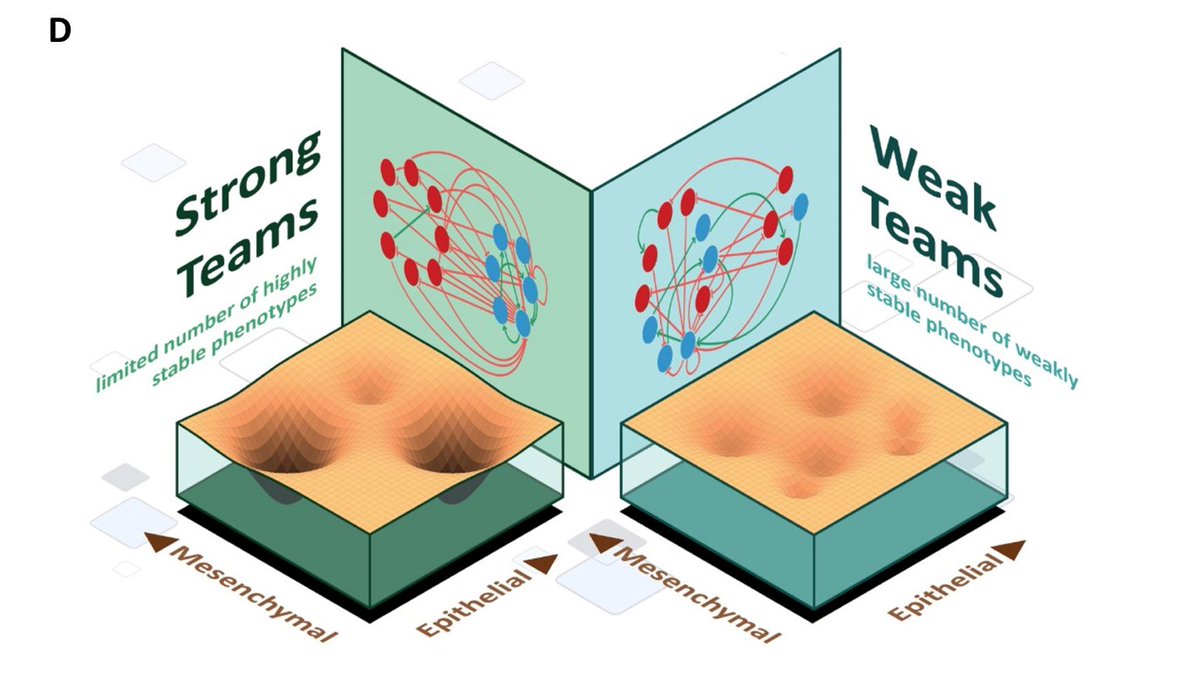 Stoked to share our <a href="/eLife/">eLife - the journal</a> paper on how "teams" of epithelial &amp; mesenchymal players shape the landscape of cellular plasticity through a "tug of war". Led by my star PhD student <a href="/kishorehari139/">Kishore Hari</a>, with valuable inputs from <a href="/ArchanaHusky24/">Archana Balasubramanian</a>, <a href="/VUllanat/">Varun Ullanat</a> &amp; Aditi.
elifesciences.org/articles/76535