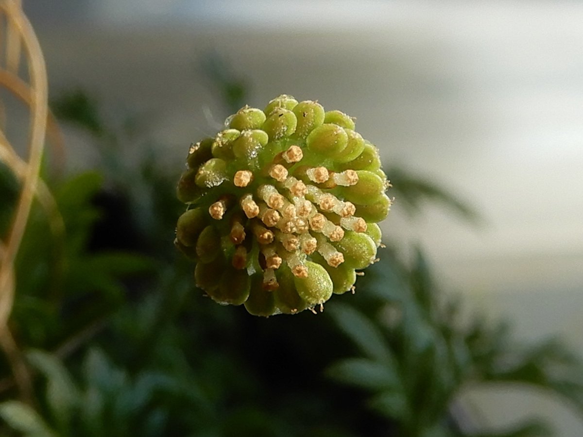 AntonioRloon's tweet image. Ya se van las lluvias y con ellas las «bellas #malezas» (#Acalypha sp. [hoja de cobre], #Cotula australis [botón dorado], #Euphorbia hirta [golondrina], #Gamochaeta sp. [falso gordolobo]).