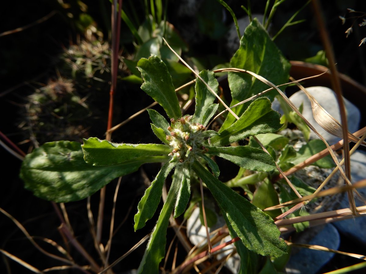 AntonioRloon's tweet image. Ya se van las lluvias y con ellas las «bellas #malezas» (#Acalypha sp. [hoja de cobre], #Cotula australis [botón dorado], #Euphorbia hirta [golondrina], #Gamochaeta sp. [falso gordolobo]).