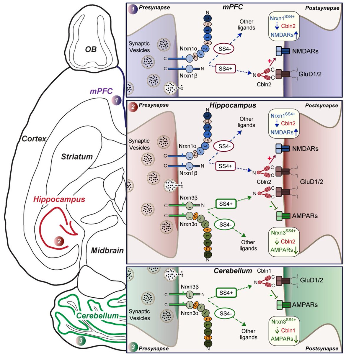 JinyeDaiLab's tweet photo. https://t.co/tBAlM3YTmZ @eLife 
Really happy to share our recent study about distinct function of neurexin-cerebellin complexes. Amazing Synaptic Molecules! Check it out. Thank you all! @SudhofThomas @KifLiakathAli and Samantha Golf https://t.co/cFxFvKejZ0