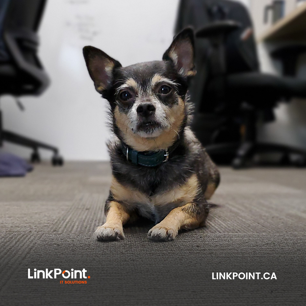 LinkPointIT's tweet photo. Learnings from four-legged friends at the workplace: 

- Getting treats: Recharge, Get a snack.
- Going for walks: Refresh, Take a break, brings in clarity.
- A lot of cuddles: Reflect, Take care of others.

We rely on our puppies more than we realize!
#puppy #tech #culture #work https://t.co/ZB6IF9Lt2J