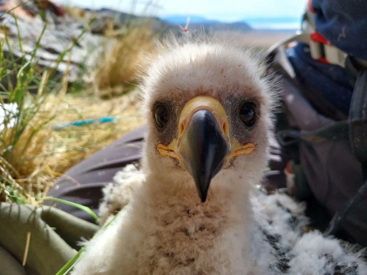 For every 10 territories that HWI surveyed in 2021, only 1 Golden Eagle chick survived to the end of the nestling period. Hear more about the health of Utah’s Golden Eagles on the blog: hawkwatch.org/blog/item/1348…

TY to partners Kent Keller and <a href="/USArmyDPG/">Dugway Proving Ground</a> 

📸: Steve Slater