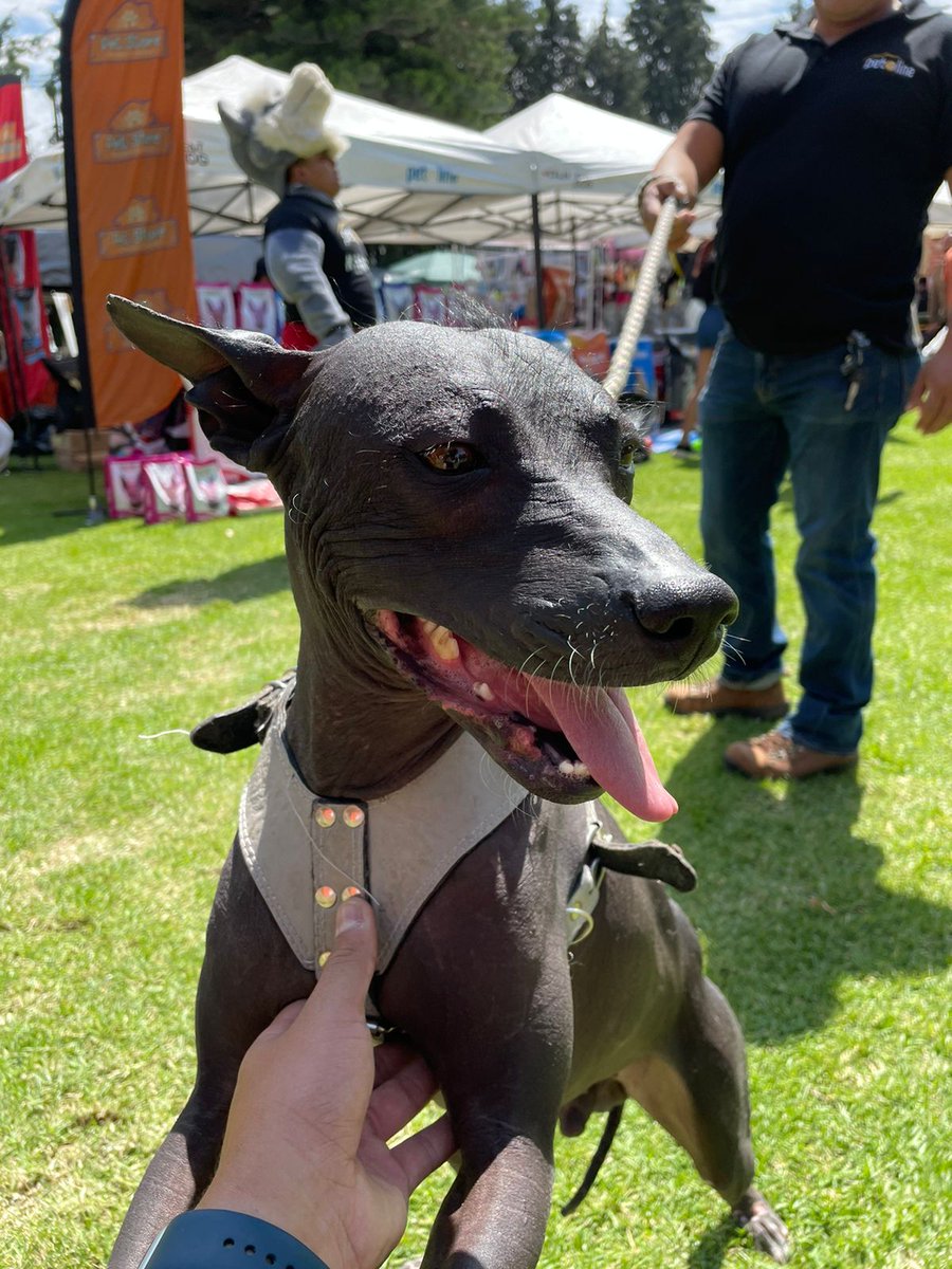 taypetsoficial's tweet photo. Nuestros modelos de esta semana quedaron bellísimos.🤩🤩🐾
.
.
.
.
.
.
#Veterinaria #MedicinaVeterinaria #dog #cats #vet https://t.co/7LqWE9JP0M