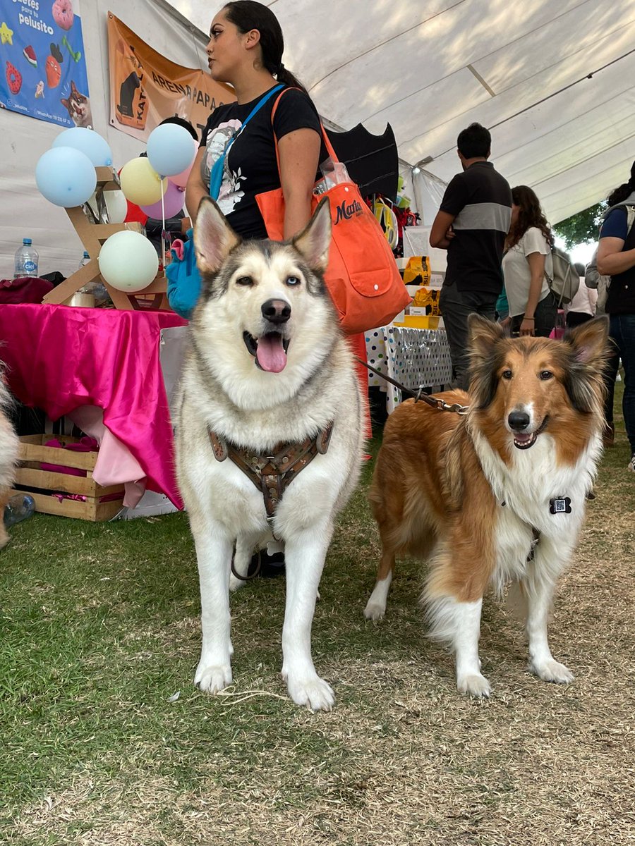 taypetsoficial's tweet photo. Nuestros modelos de esta semana quedaron bellísimos.🤩🤩🐾
.
.
.
.
.
.
#Veterinaria #MedicinaVeterinaria #dog #cats #vet https://t.co/7LqWE9JP0M