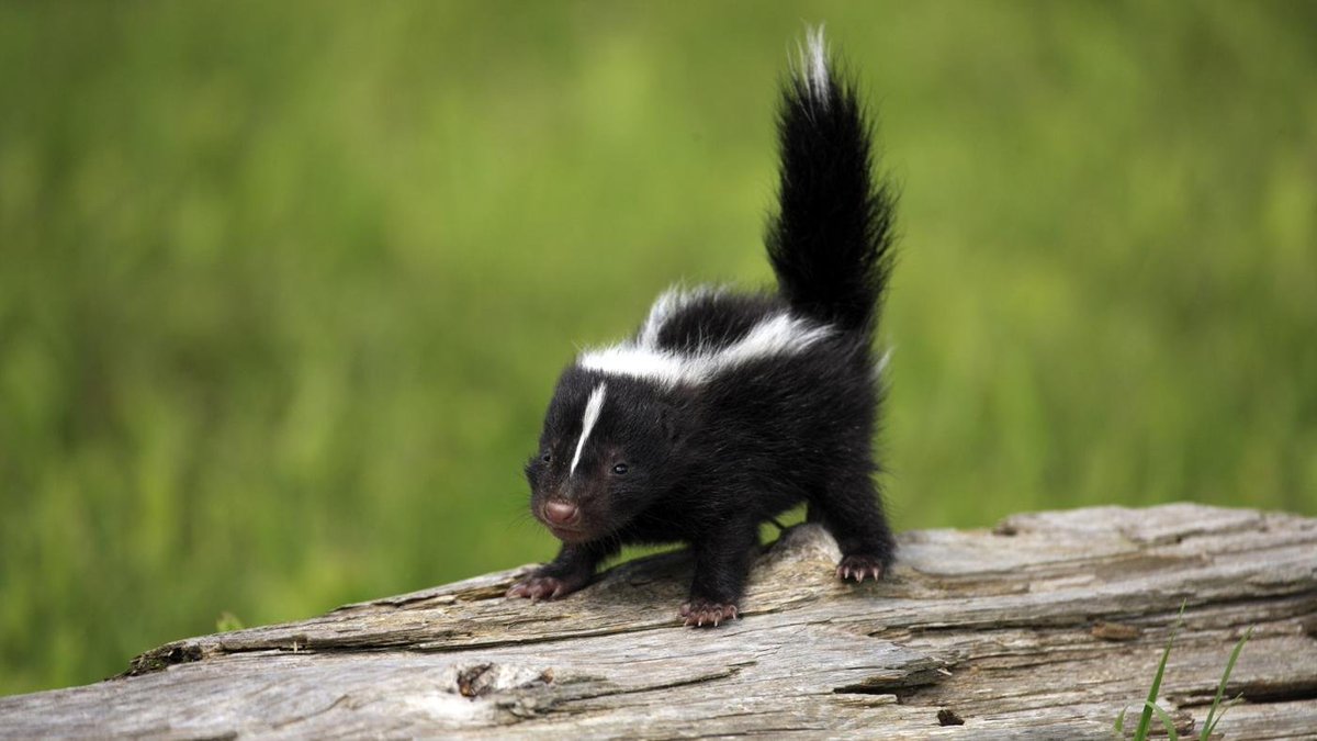 In case you need cheering up, here’s a picture of a baby skunk.