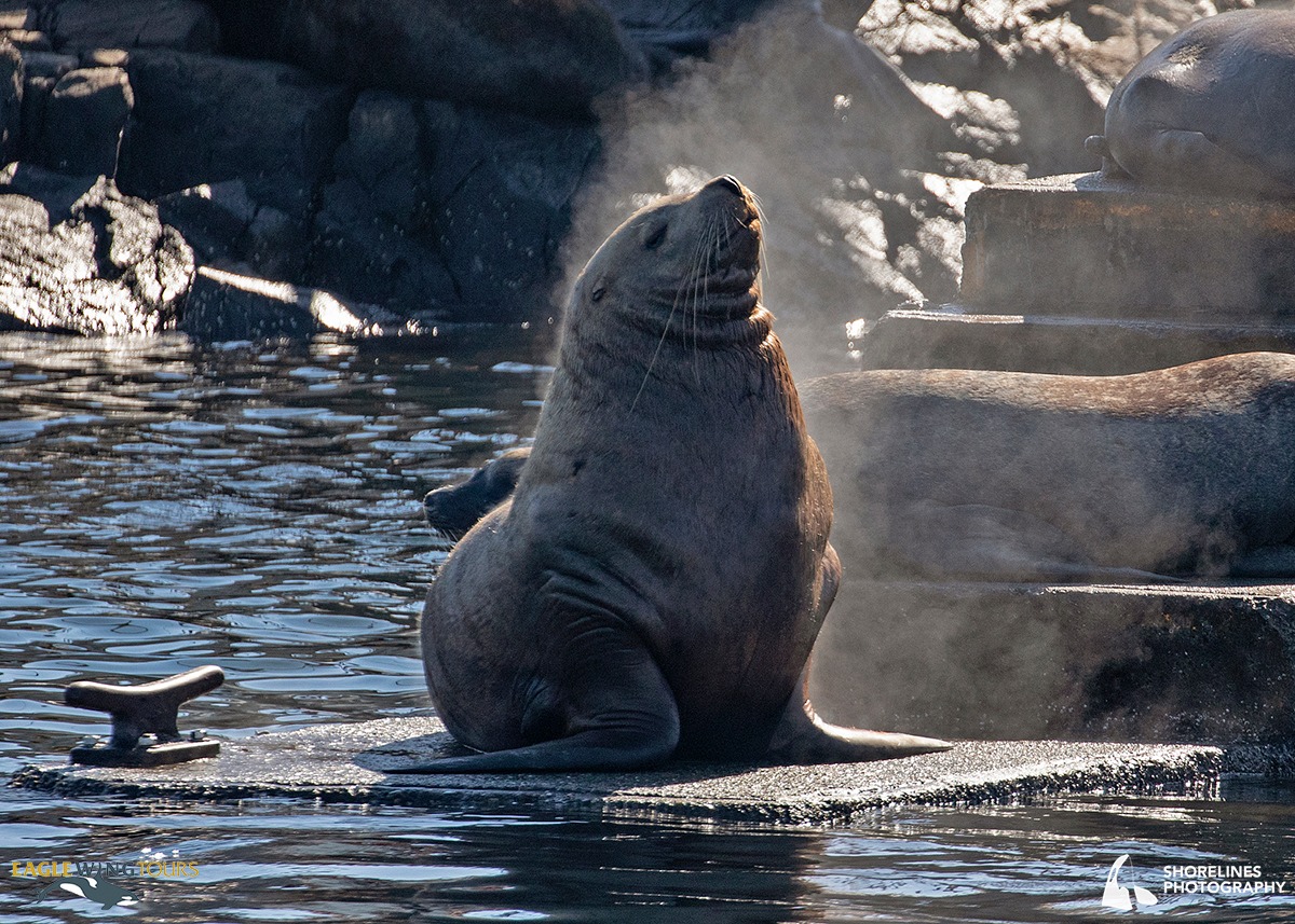 eaglewingtours's tweet photo. A male Steller sea lion steams as his ocean-cooled fur meets the warm autumn sunshine! He’s sitting on at the end of the dock at Race Rocks.
#Wild4Whales #ExplorBC https://t.co/iWJPF2Ac1r