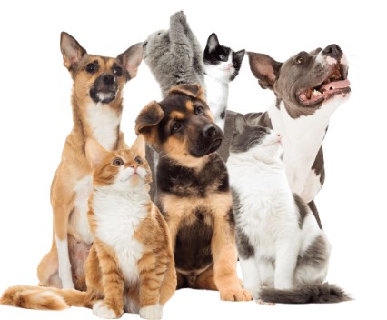HuffHuffHuff2's tweet photo. We have the best products to meet all of
your pet needs from dog beds to toys we have it all
check us out!
#wigglytail #dogsigns #dogtails #dogkennel #dogmood
#doggielanguage #puppytraining #tail https://t.co/wK7ACyHfPB