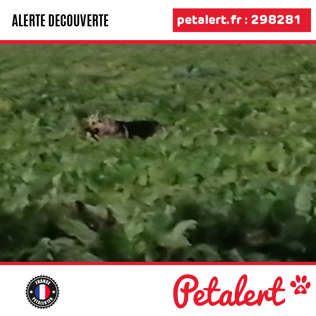 petalert_france's tweet photo. Trouvé #Chien #Eure #LeBecHellouin #Petalert #PetAlert27 / https://t.co/kmtdAkrsgk https://t.co/71BeYmE42H
