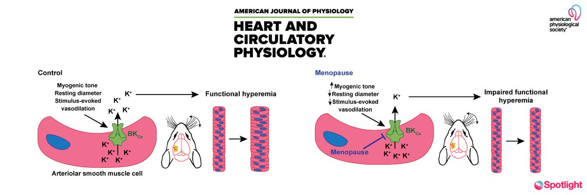 AJP-Heart and Circ (@ajpheartcirc) on Twitter photo 🌟 Spotlight Cover 🌟
Findings by Blackwell et al. <a href="/UAZPSIO/">University of Arizona Dept of Physiology</a> suggest that #menopause induces #cerebral #microvascular and neurovascular deficits. ow.ly/roXZ50Lhy1A
#hyperemia #BKchannels <a href="/jablackwell_/">Jade Blackwell</a> <a href="/AJPRenalEIC/">Dr. Heddwen Brooks, PhD, AJP-Renal Editor-in-Chief</a> <a href="/Pires_Lab/">Paulo Pires</a> 🌟 Spotlight Cover 🌟
Findings by Blackwell et al. <a href="/UAZPSIO/">University of Arizona Dept of Physiology</a> suggest that #menopause induces #cerebral #microvascular and neurovascular deficits. ow.ly/roXZ50Lhy1A
#hyperemia #BKchannels <a href="/jablackwell_/">Jade Blackwell</a> <a href="/AJPRenalEIC/">Dr. Heddwen Brooks, PhD, AJP-Renal Editor-in-Chief</a> <a href="/Pires_Lab/">Paulo Pires</a>