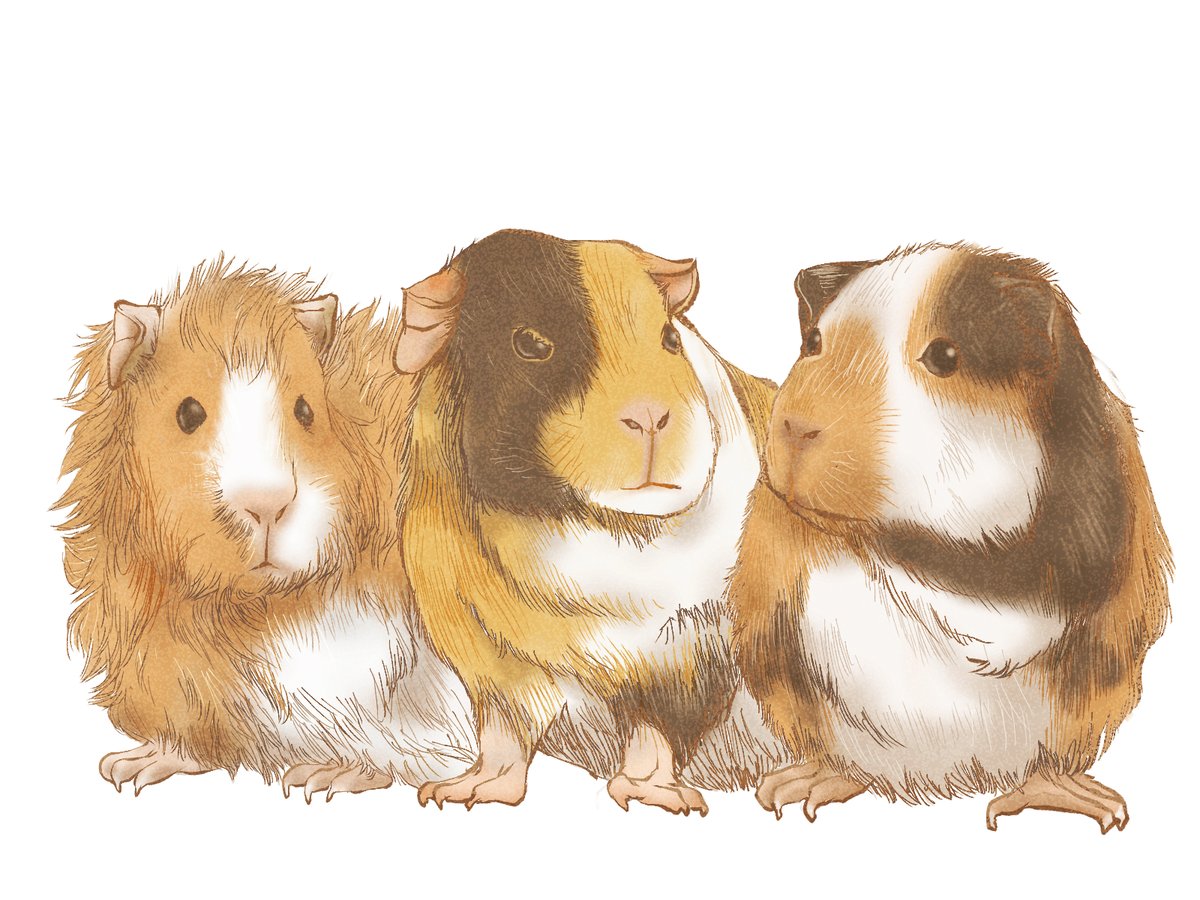 モルモットイラスト のイラスト マンガ作品 件 Twoucan