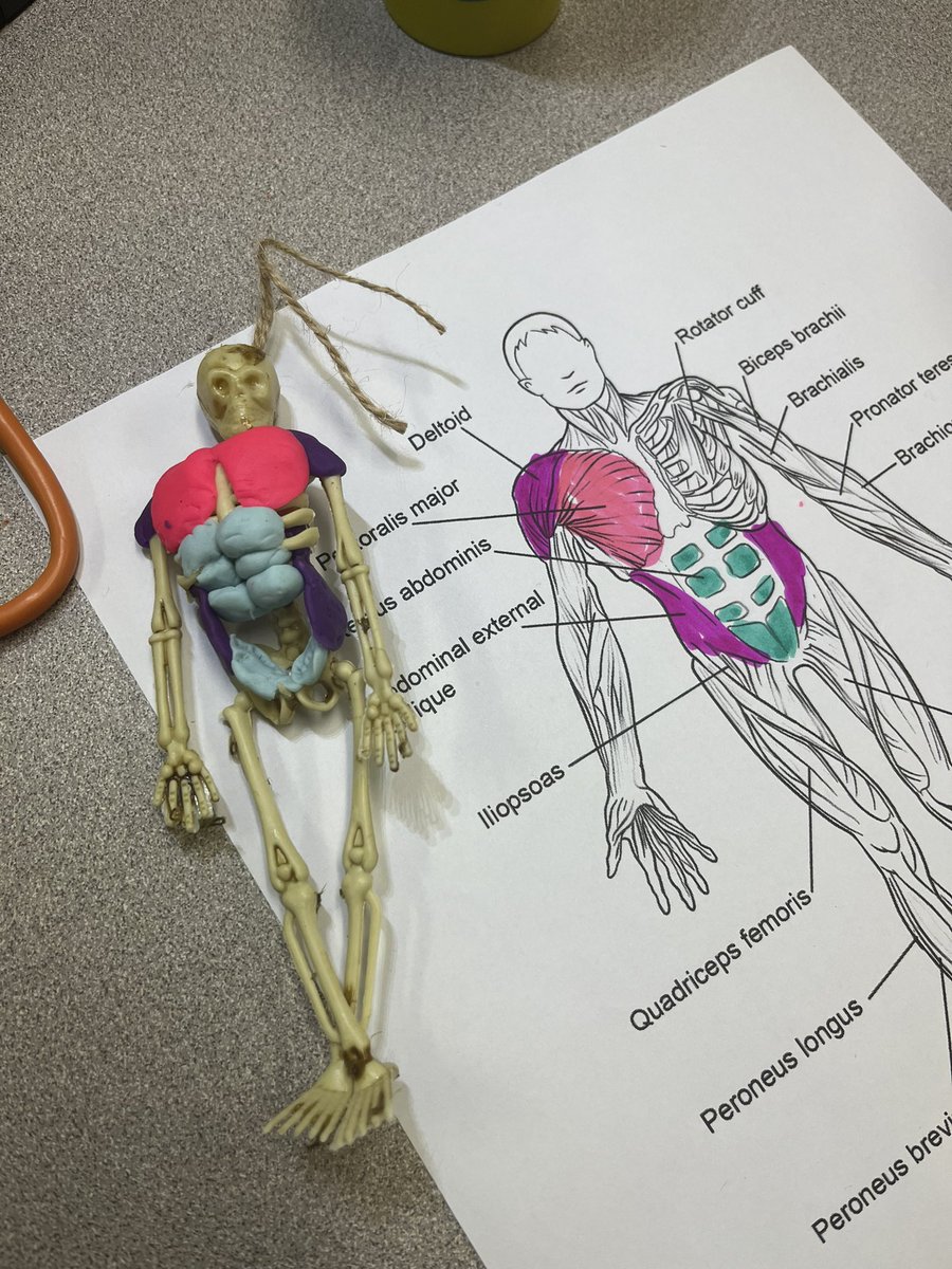 WinkelmannSara's tweet photo. Making muscles with playdoh on a Halloween decoration! Med Terms is finding new ways to learn! @JerseyVillageHS @jvhsprincipal https://t.co/AYoSPOwHAU
