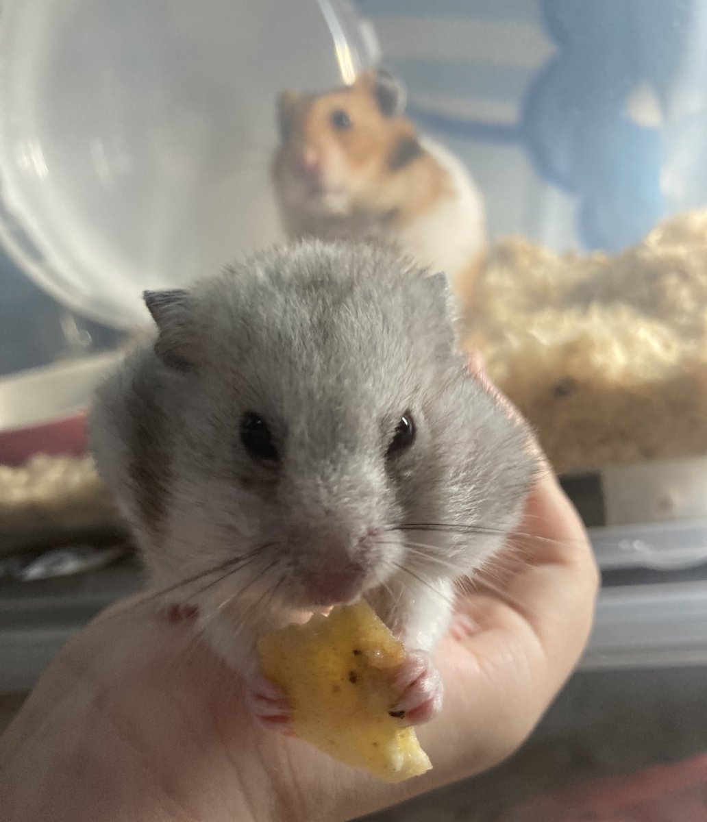 RuruKuro_ham's tweet photo. レンくん🐹「最近僕写り込みしちゃうことが多いでち。入ってやる！って気持ちないんでちゅけどね。」

#ハムスター 
#ハムスターのいる暮らし 
#写り込み https://t.co/vtmQ0JJtOJ