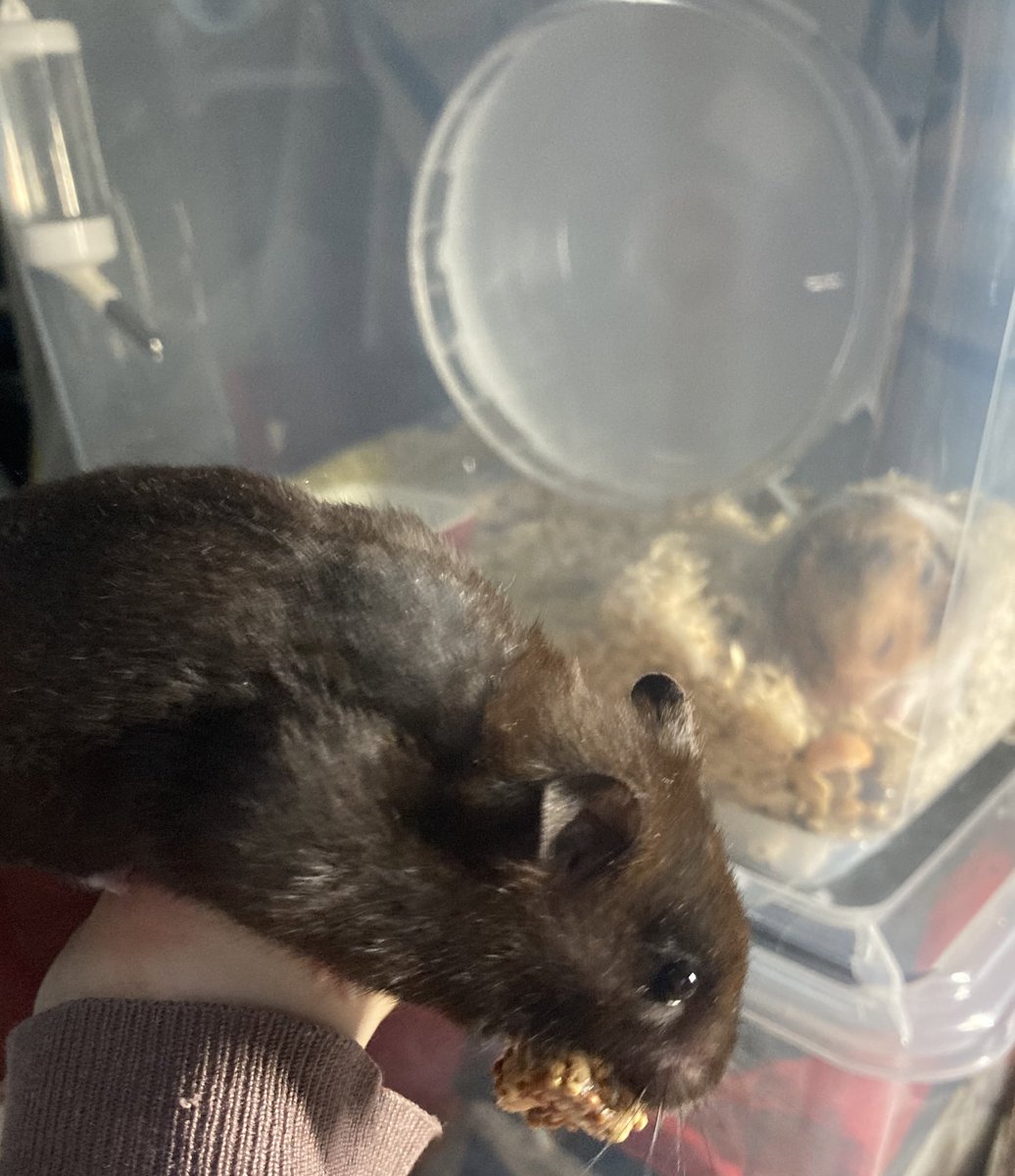 RuruKuro_ham's tweet photo. レンくん🐹「最近僕写り込みしちゃうことが多いでち。入ってやる！って気持ちないんでちゅけどね。」

#ハムスター 
#ハムスターのいる暮らし 
#写り込み https://t.co/vtmQ0JJtOJ