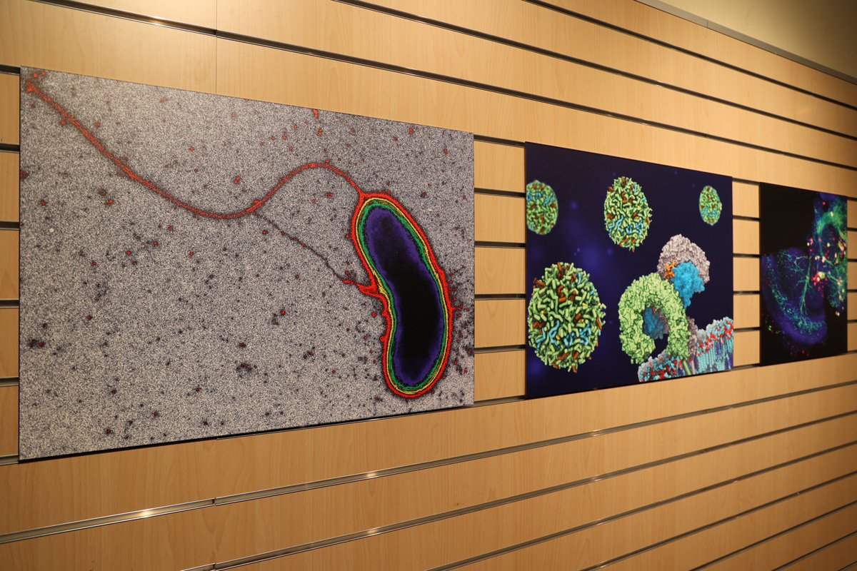 Museo Nacional de Ciencias Naturales (@mncn_csic) on Twitter photo ¡Ya podéis visitar 'Foto-LifeHUB'! Esta muestra de <a href="/CsicLifehub/">LifeHUB.CSIC</a> es el resultado de un concurso fotográfico y está compuesta por 35 imágenes. Su objetivo es transmitir la fascinación de la actividad científica. ¡Venid a verla hasta el 20 de noviembre!
👉bit.ly/3z0z7mP ¡Ya podéis visitar 'Foto-LifeHUB'! Esta muestra de <a href="/CsicLifehub/">LifeHUB.CSIC</a> es el resultado de un concurso fotográfico y está compuesta por 35 imágenes. Su objetivo es transmitir la fascinación de la actividad científica. ¡Venid a verla hasta el 20 de noviembre!
👉bit.ly/3z0z7mP