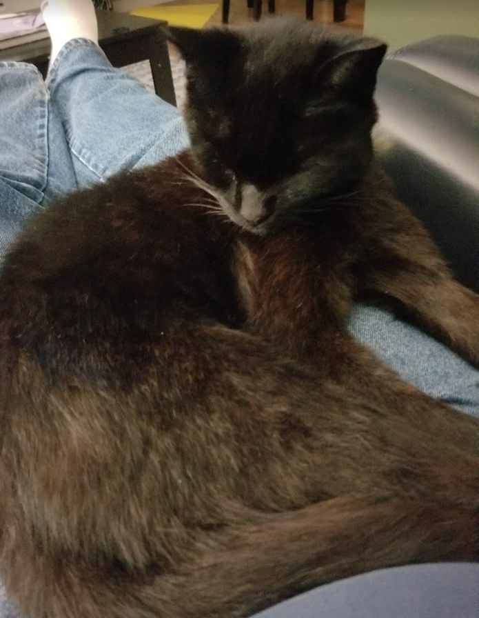 CanuckInNB's tweet photo. @Rex_TCG #AttackCat
#Mouser
#Birder
#NeighbourhoodCat
#BlackCats
#RespectElderlyOutdoorCats https://t.co/yNC9P3j8ZR