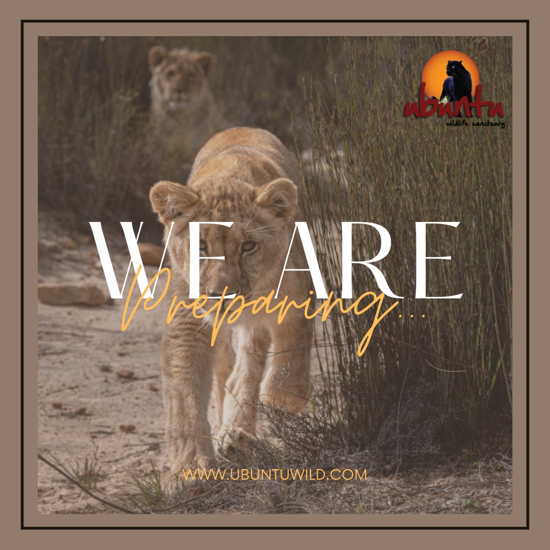 Ubuntu Wildlife Sanctuary tweet media