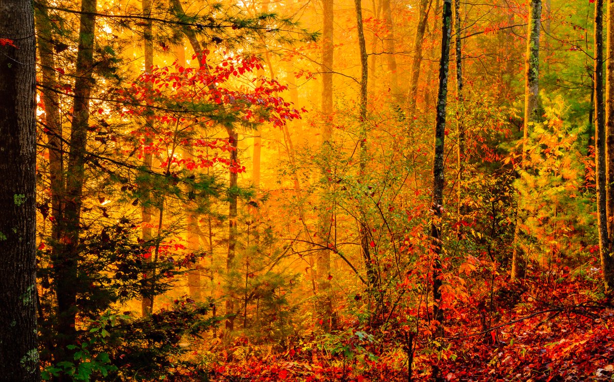 Phil_JKD's tweet photo. Two images from #Kentucky's wonderful #RedRiverGorge. Sunset on the ridge around Chimney Top Rock and the best light for #photography I've ever seen. #sunsetphotography #landscape #fall #fallfoilage #getoutthere https://t.co/HJoQE9y9Ck