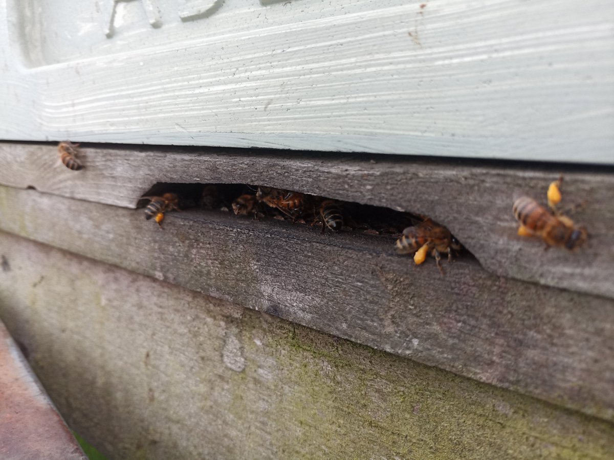 BeesBishops's tweet photo. Our bees are busy collecting pollen from the Ivy. This late flower provides a valuable crop of nectar and pollen for the bees during the run up to the winter.
#beefacts #beekeepinglife #beekeeping #britishbeekeepers #countrylife #nature #amazingcreatures #insectlife #bishopsbees https://t.co/DDyznncHO1