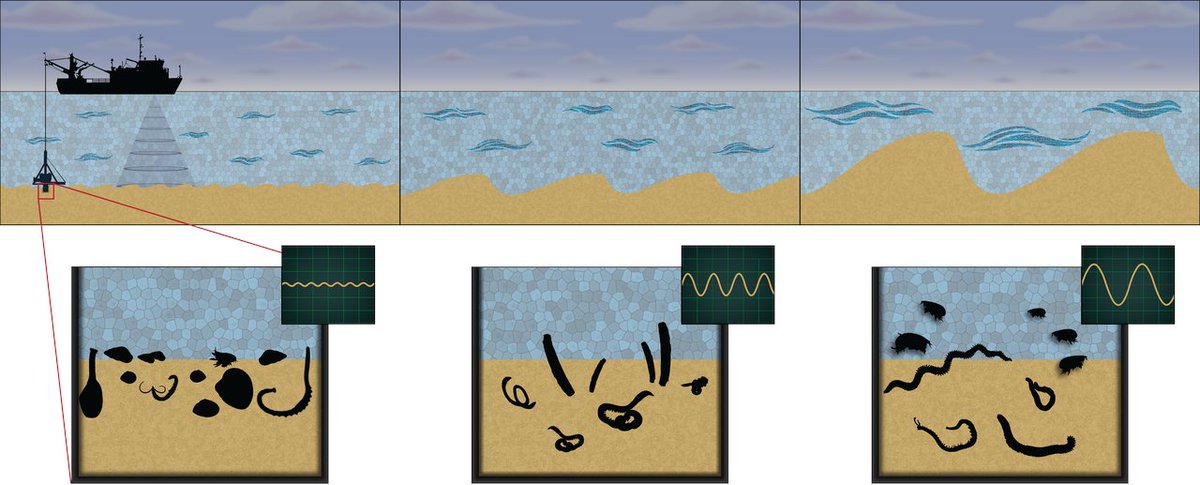 Kasper_Meijer's tweet photo. Deze week is het eerste artikel van mijn PhD gepubliceerd in @RSECJournal: "Characterizing bedforms in shallow seas as an integrative predictor of seafloor stability and the occurrence of macrozoobenthic species"
https://t.co/iFXzQzV7S2
@oscar_franken @NIOZnieuws @univgroningen https://t.co/yzZzSlFuN4