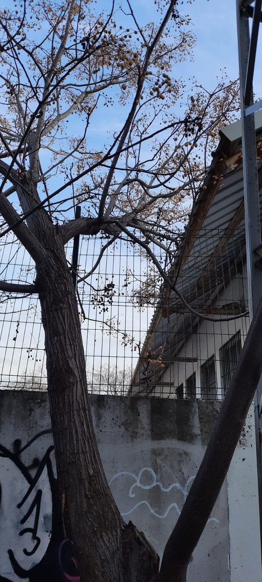 AMPA CEIP Vara de Rey tweet media