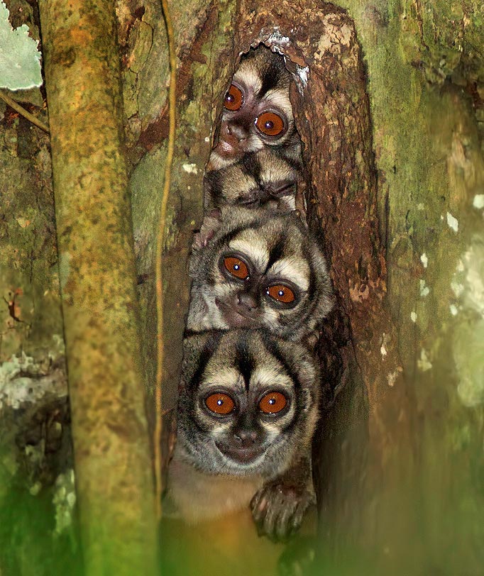 Weird_AnimaIs's tweet photo. Owl monkeys huddled together in a tree.

(Photo David Hemmings) https://t.co/sRv2v8h9NJ