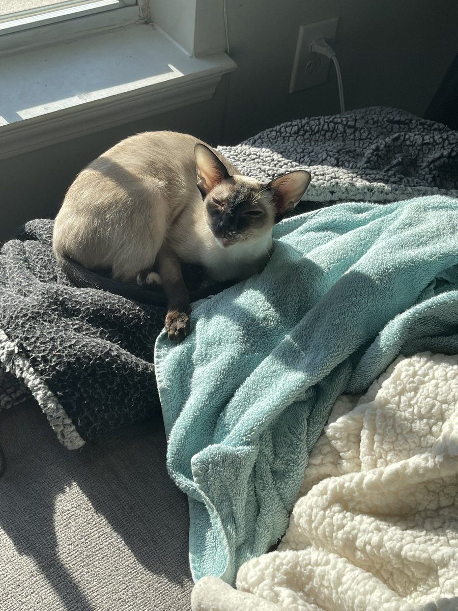 Gridmonster3's tweet photo. This is outrageous!! Coco is hogging like 3 spots this morning. I’m calling the manager. https://t.co/CLwf582V1v