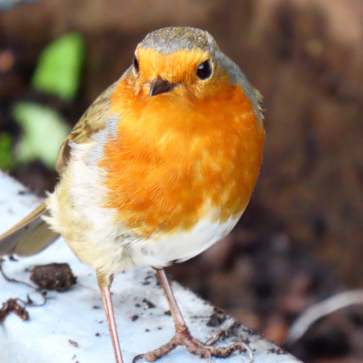 yvettetreasaden's tweet photo. @clicks1222 #Birdshots #Devon #robin https://t.co/WAEq7w5iZ7