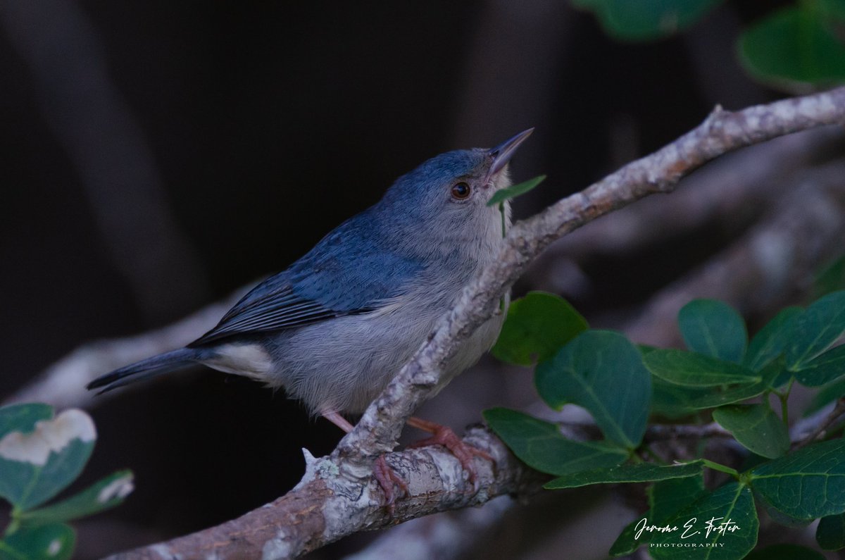 buggyfresh78's tweet image. A male #Bicolored #conebill up close on #Chacachacare in the #Bocas #islands,  #Trinidad.
.
.
#birdwatching #wildlife #animals #birdphotography #trinidadandtobago #BirdsSeenIn2022