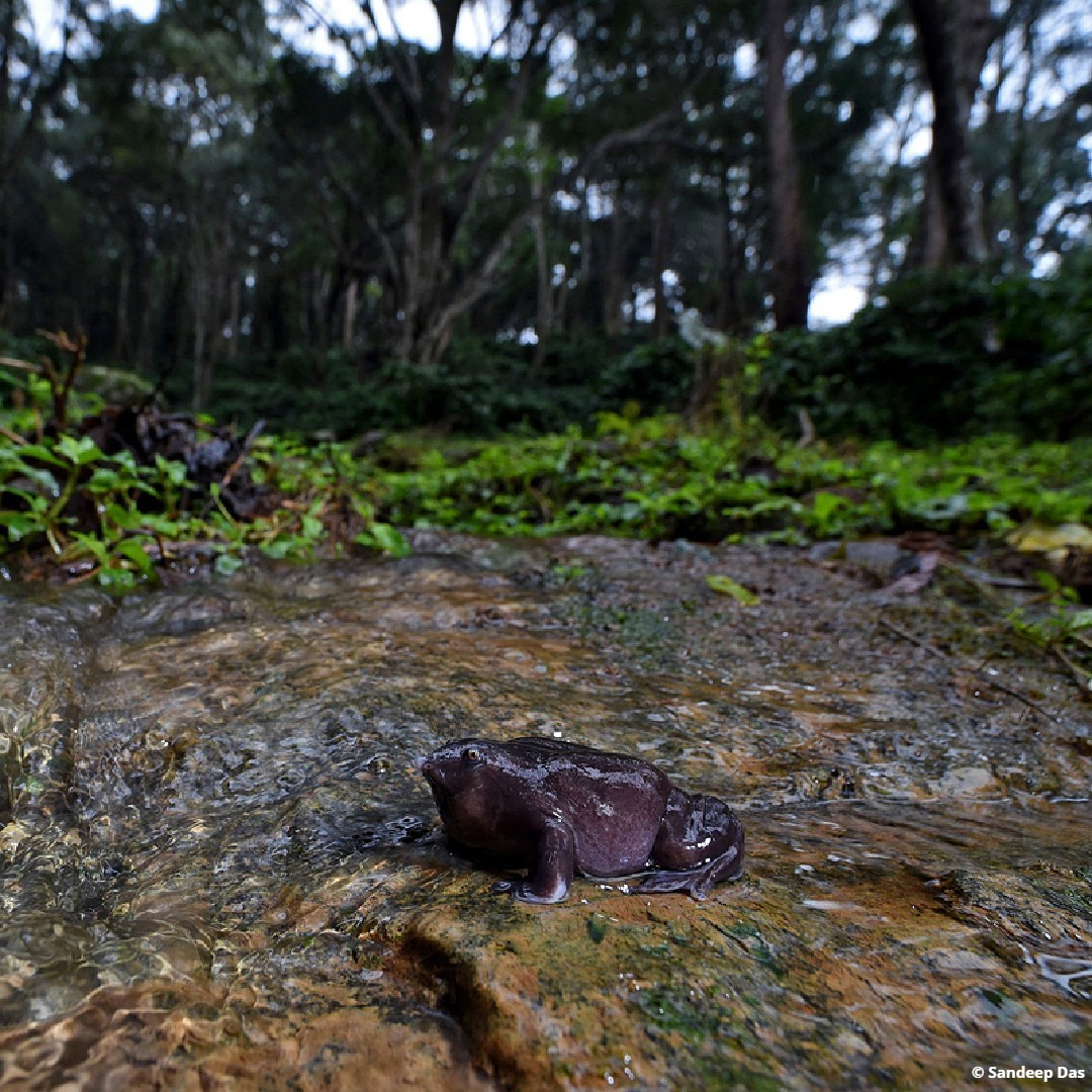 EDGEofExistence's tweet photo. Next in #15FootstepsForward is the proposal for the purple frog, an EDGE species, to be declared as the State Frog for Kerala!
EDGE Fellow Sandeep Das is working to bring national recognition to this enigmatic species.
Head to Facebook to learn more https://t.co/4ADT1z0XyM https://t.co/B8OFwsKpNQ