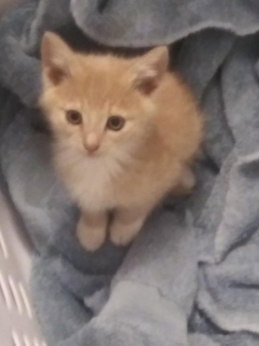 Punk309's tweet photo. DNA got a new pet, I want to call her Discord. https://t.co/hJ1RNtfl4S