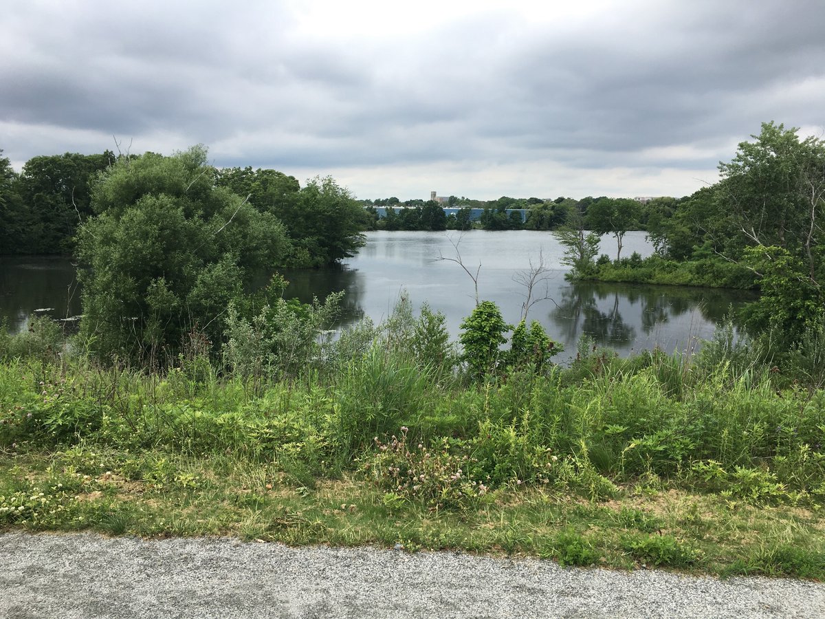 Voting <a href="/YesOn3RI/">Yeson3RI</a> will approve $16 million for municipal resilience projects across RI. Projects like installing a green infrastructure treatment train at <a href="/CityofProv/">City of Providence</a>’s Mashapaug Pond to handle large rain events + reduce phosphorus loading that can cause blue-green algae blooms.