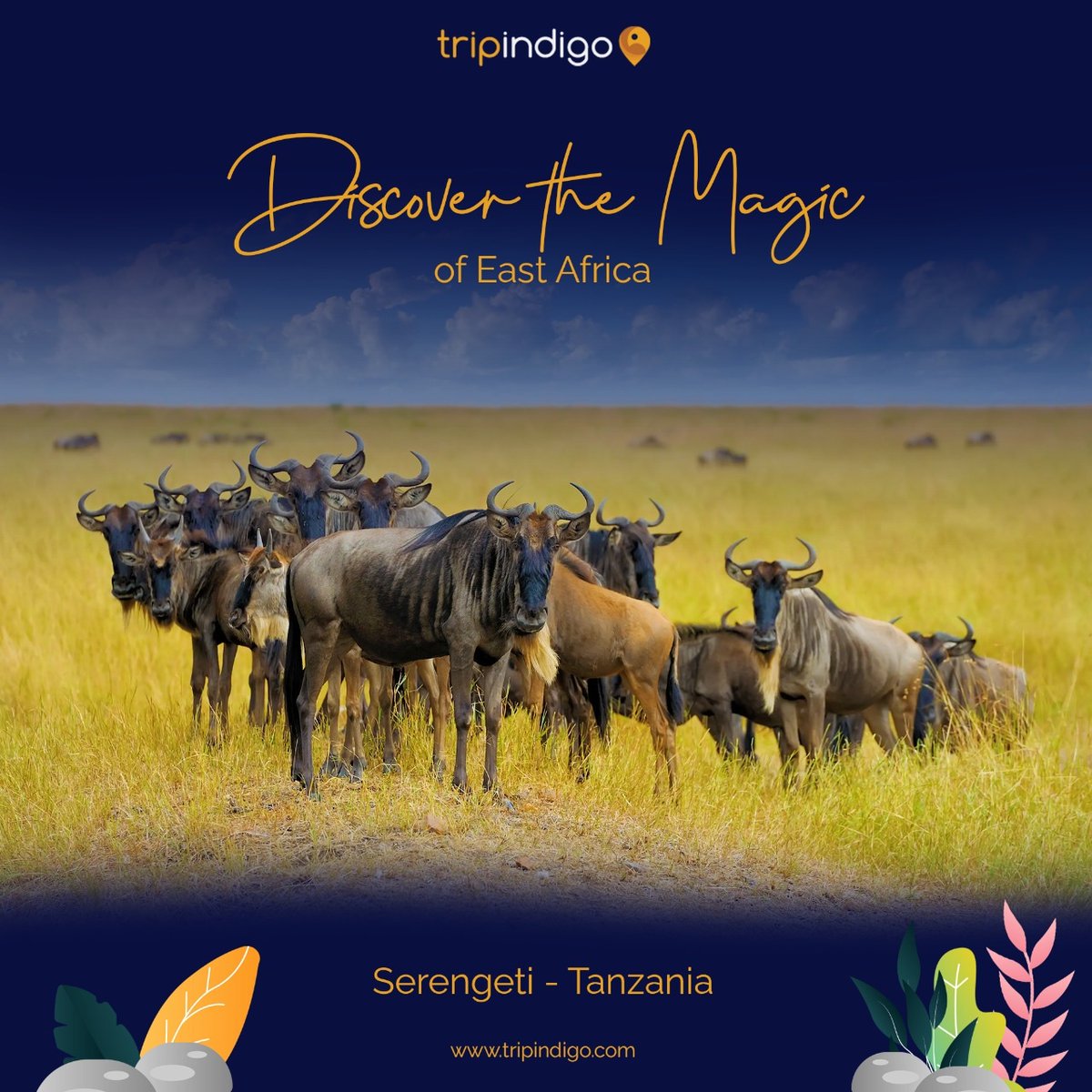 tripindigocom's tweet photo. Discover the Magic of East Africa ✈️

Flights | Tours | Transfers | Experiences in East Africa

Book your tickets now from @tripindigocom and Have fun following utmost safety for all your travel plans.
.
.
.
#Tripindigo #explore #daressalaam #exploreeastafrica #eastafricatour https://t.co/bPTrGXvETH