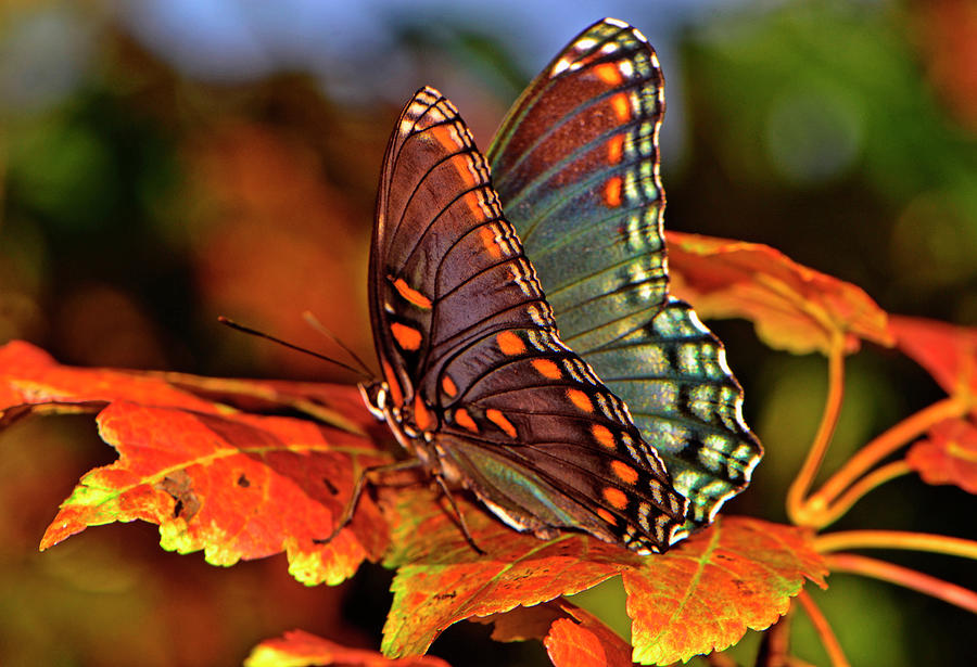 ruben_corella's tweet photo. #nature #NaturePhotography #wildearth #wildlife #papillon #farfalle #mariposa #nutterfly #papallona #beautifulworld #bella #fauna #insects #flora #biodiversidad #clima #coloresdeotoño #photo https://t.co/9VqzK2fbbN