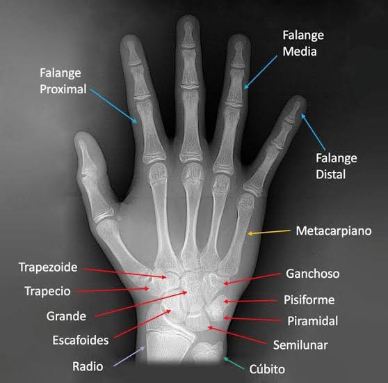 Anatomía radiográfica de la mano 🤚