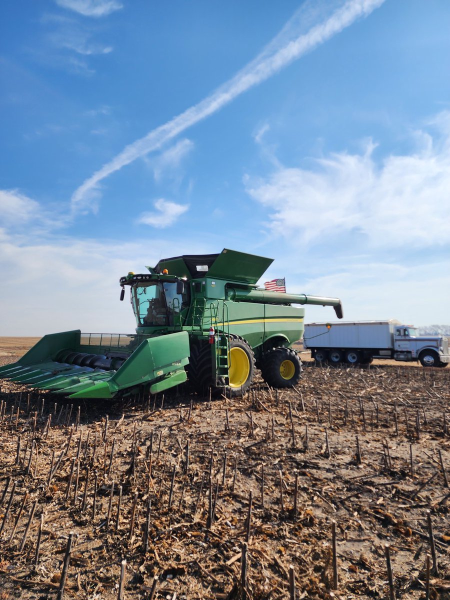 Shaun_85's tweet photo. The new @PioneerSeeds P63HE920 is one of my favorites next to the P64HE101. This product lineup is unstoppable https://t.co/jDFG5Ku9nX