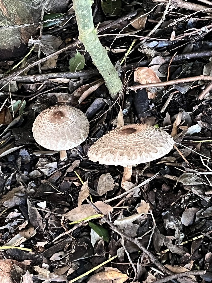 Clarazyfists's tweet photo. @BBCSpringwatch Fungi, in and around #Plymouth #uk #Autumnwatch https://t.co/w68Emh8gX1