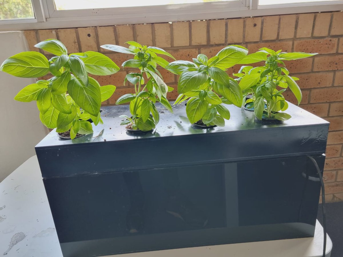 Turn your office or home space into a small indoor farm with the microphonic system that is manageable.
It keeps your produce fresh and its water efficient.

#Re-imagine farming
#Hydroponics farming
#Creative solutions
#stayTunedForMore