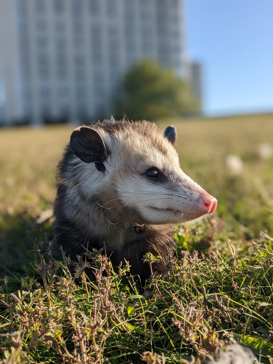 Pj_possum's tweet photo. PJs vet appointment got moved up so he will see you all today at 12pm! https://t.co/GhsJ0KvthO