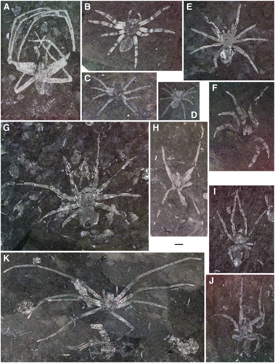 RussellGarwood's tweet photo. For #FossilFriday and #Arachtober here are some ~100 million year old spiders from South Korea. These animals were probably preserved when rivers washed their remains into large lakes/basins associated with the plate tectonic movements of the time. https://t.co/7G4Xk9zd4r