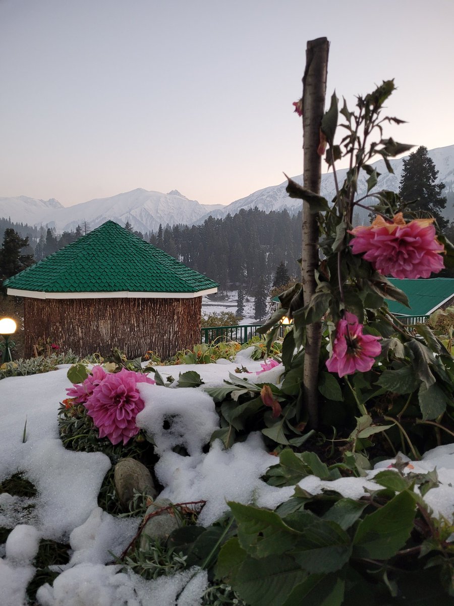 Farhat_naik_'s tweet photo. When Autumn Meets Winter.🍂❄️

#Gulmarg  #Kashmir
@highlands_park https://t.co/KeE73x7PBe