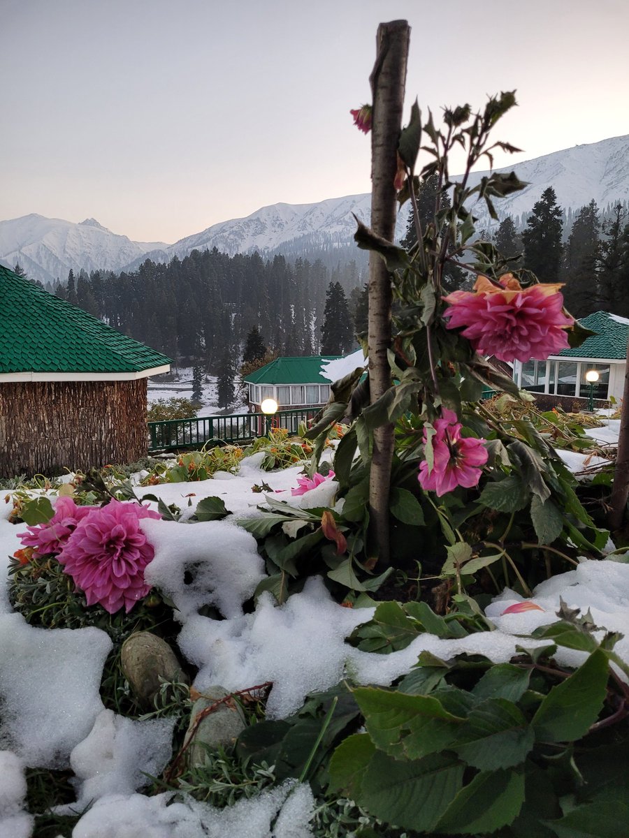 Farhat_naik_'s tweet photo. When Autumn Meets Winter.🍂❄️

#Gulmarg  #Kashmir
@highlands_park https://t.co/KeE73x7PBe