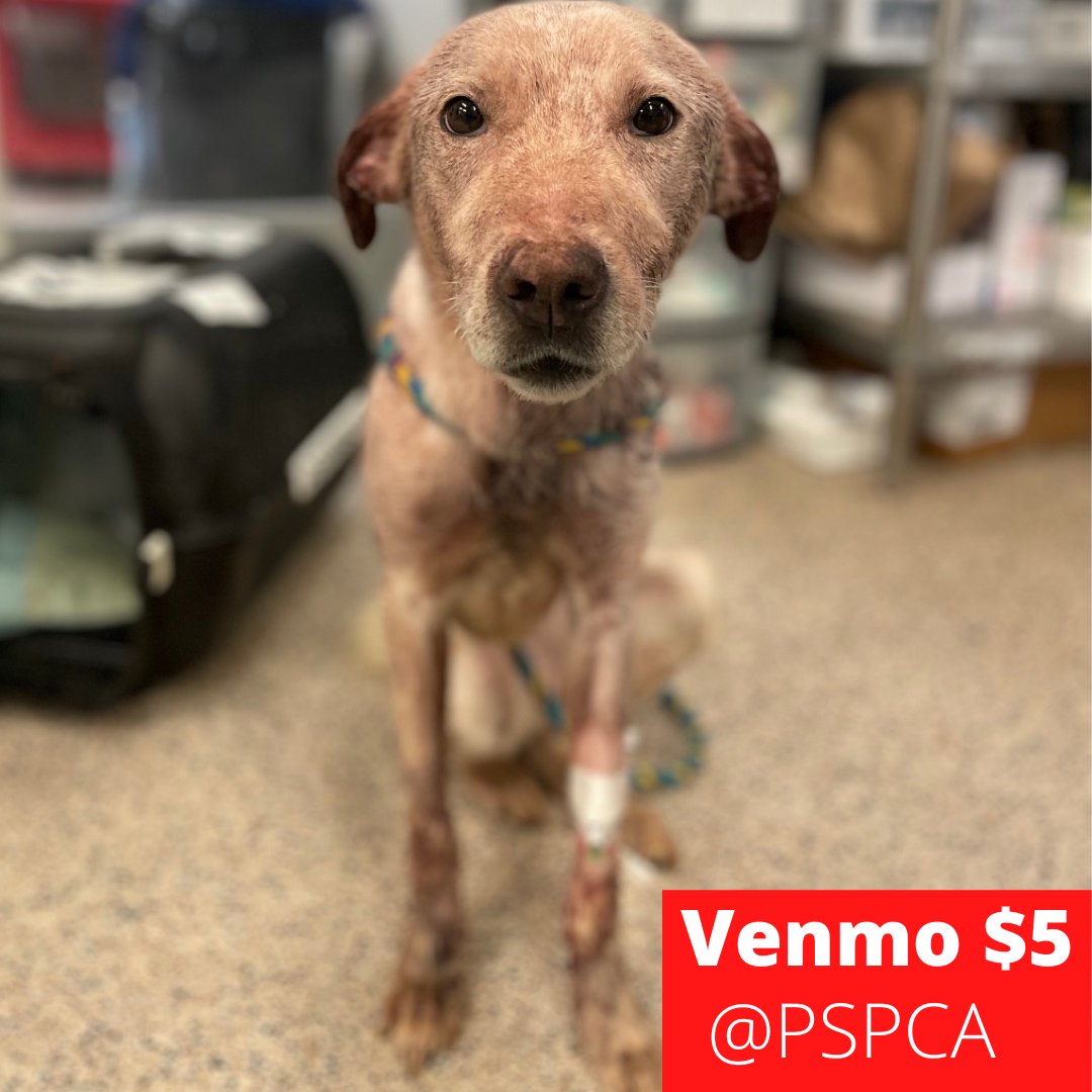 Venmo @pspca, or today only @TitosVodka will match ALL donations up to $10,000: pspca.org/titos