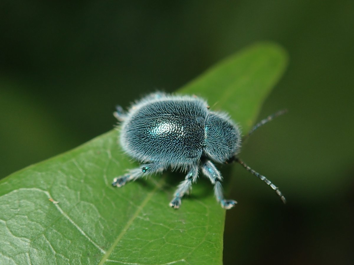 Weird Animals tweet media