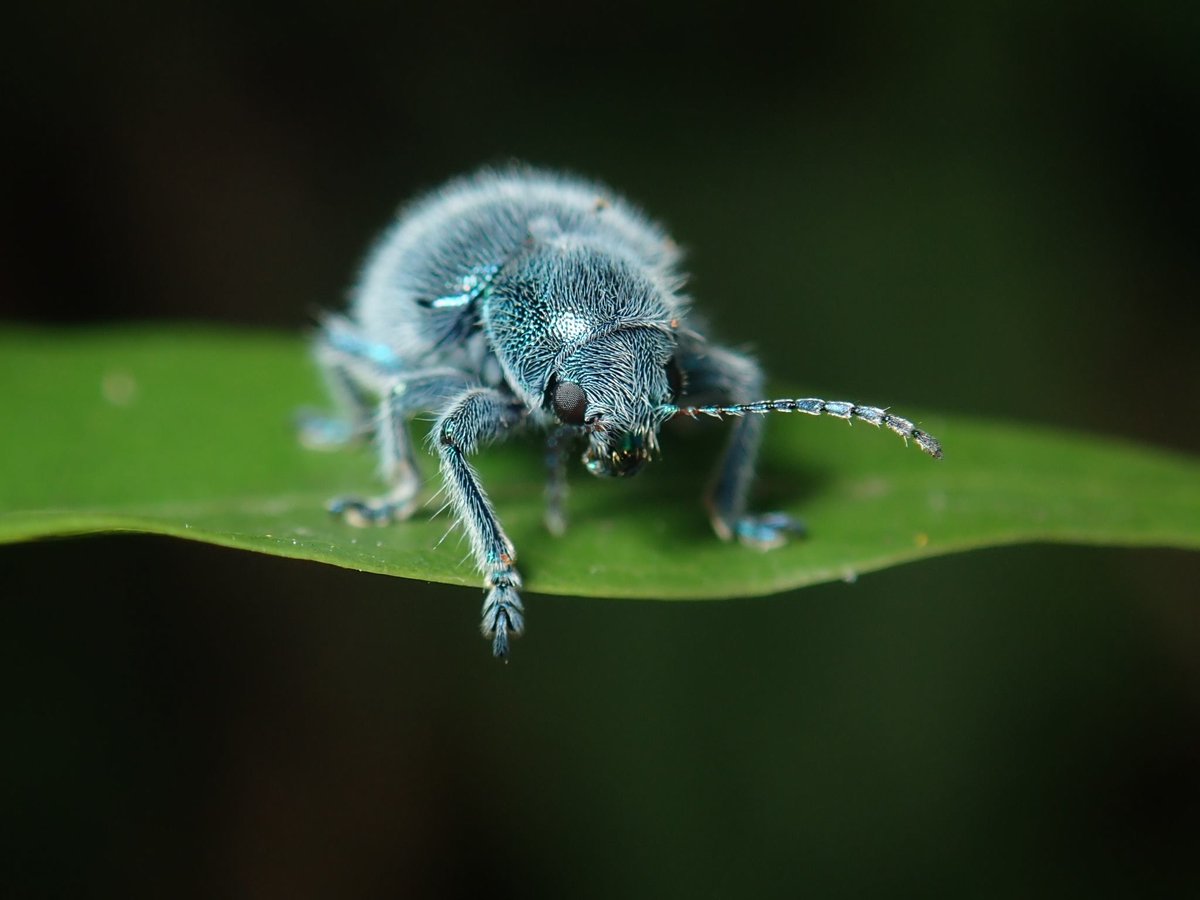 Weird Animals tweet media