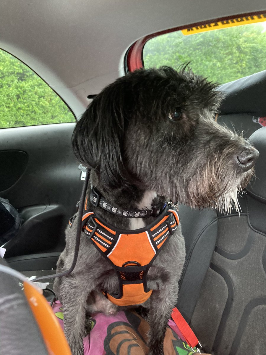 KaitInTheWild's tweet photo. @PrestonPolice He’s shaken but physically ok. It’s not the first time he’s been attacked though and it makes him nervous around other dogs. 😢 https://t.co/F0CaTUxxaR