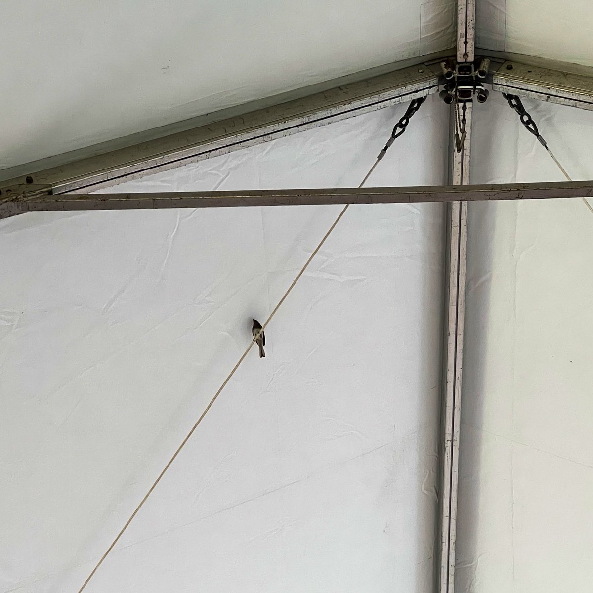hmvanderhart's tweet photo. There is a bird trapped by our Poetry tent and I don’t know metaphors metaphors metaphors #DPF22 https://t.co/Jw8rHNTmxV