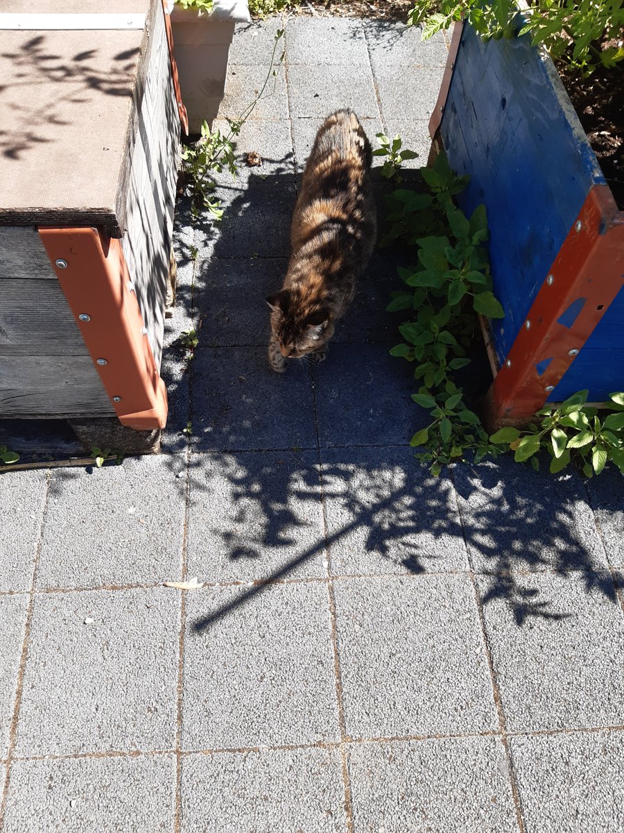 fanambri's tweet photo. Bella toujours en balade https://t.co/3VFCLuA24e