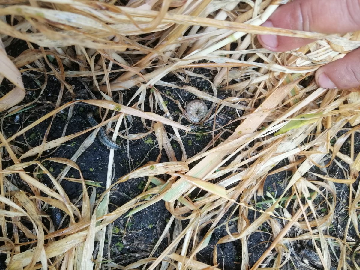 Proquimur's tweet photo. 🌿⚠️ En recorrida de ensayos en la zona de Esperanza, Paysandú, se registran importantes ataques de lagartas en cebada. 

🔛 Sugerimos monitorear los cereales de invierno frente a la amenaza de esta plagas. https://t.co/tUhljiy7UU
